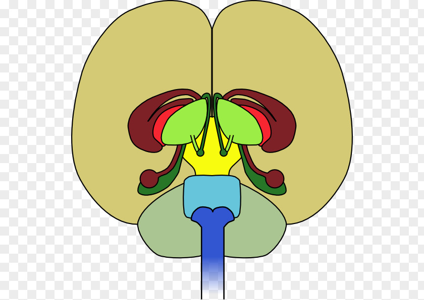 Vector Brain Human Diagram Drawing Clip Art PNG