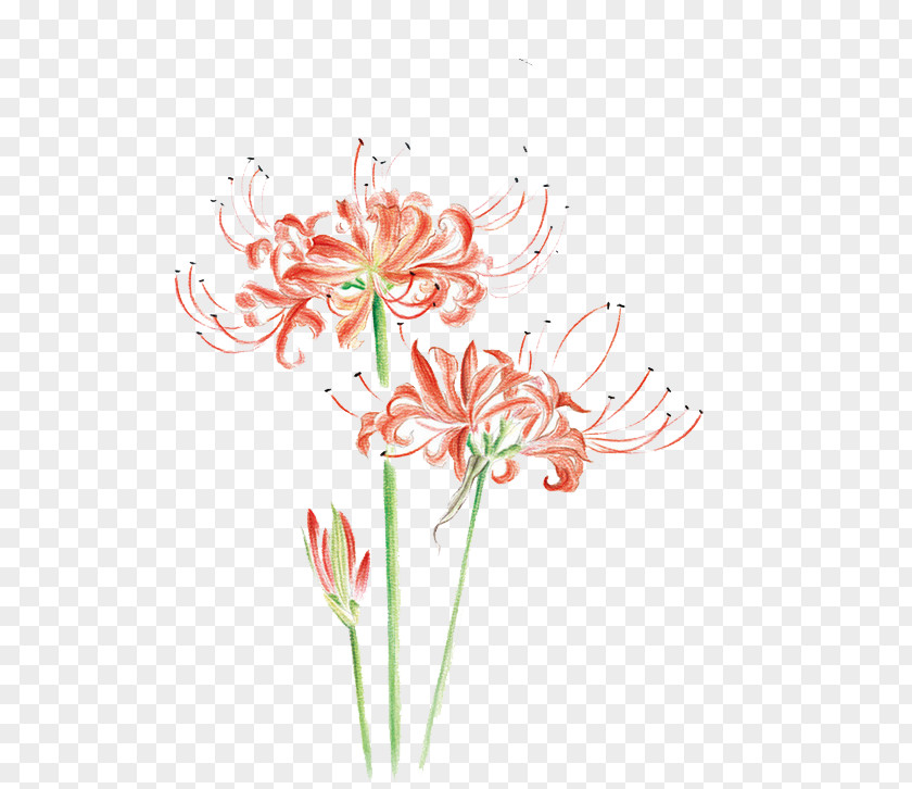 Watercolor Flowers Flower Drawing Painting Illustration PNG