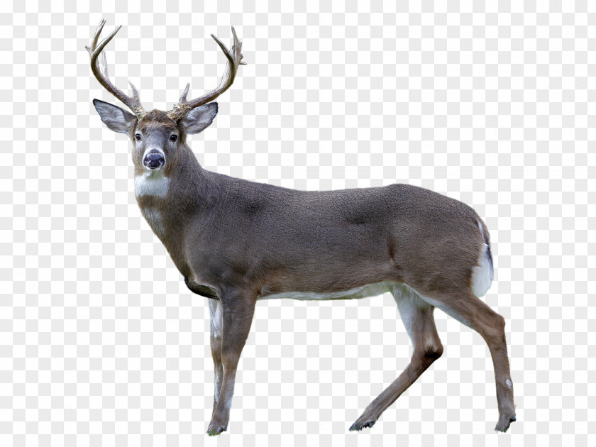 White Deer White-tailed Reindeer Antler Animal PNG