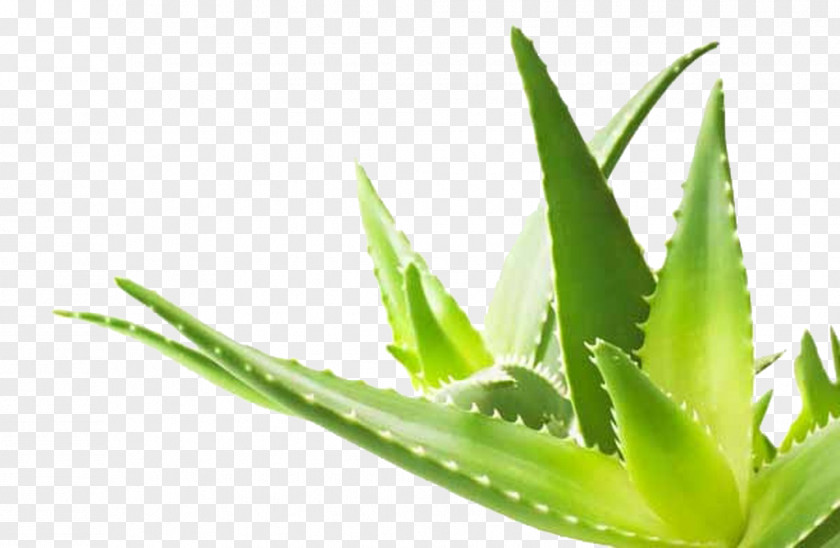 Aloe Vera Plant Gel Skin PNG
