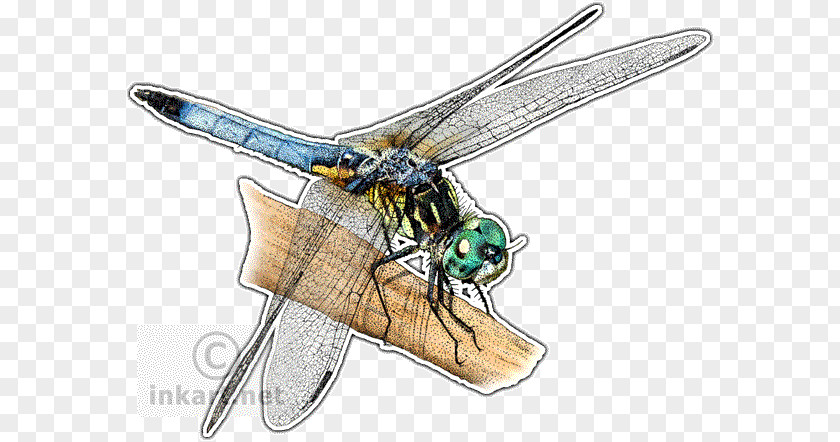 Dragonfly Art Blue Dasher Dragonflies Of North America Skimmers Insect Drawing PNG