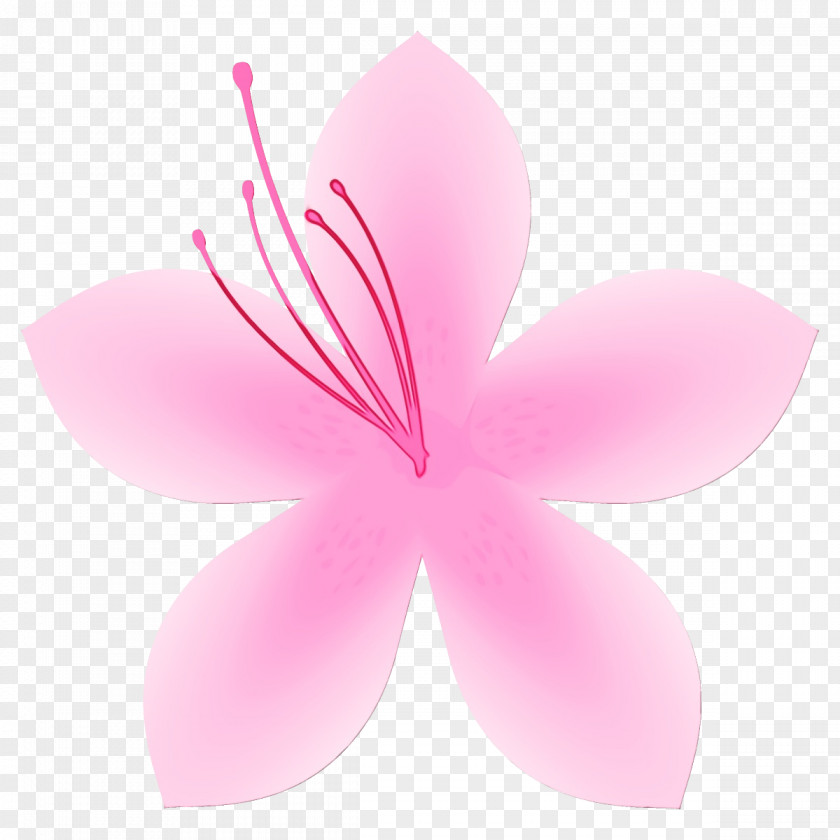 Frangipani Flowering Plant Petal Pink Flower Hibiscus PNG