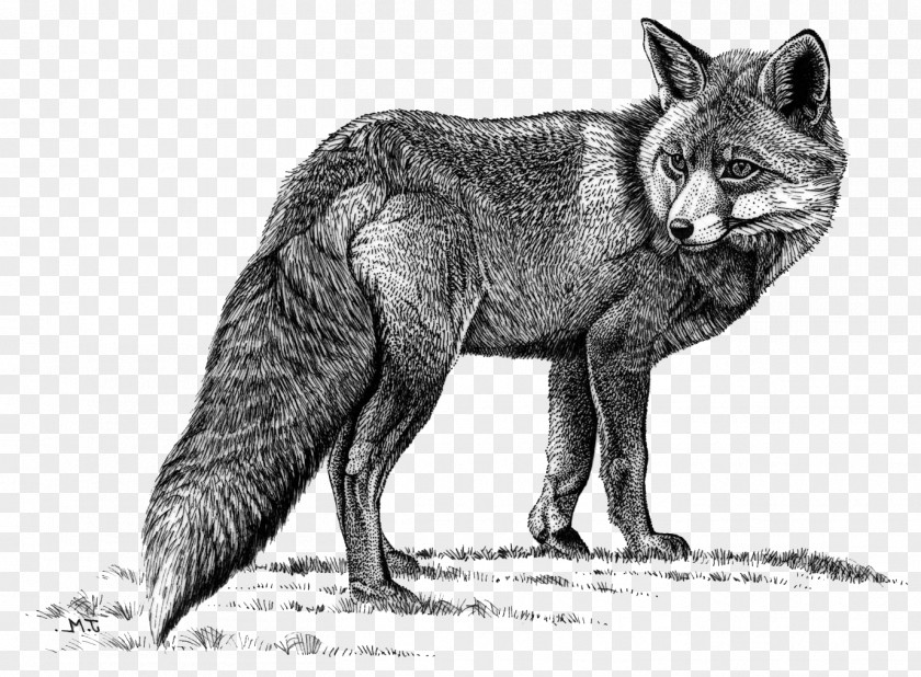 Lobo Lapiz Red Fox Wolf Coyote Arctic Gray PNG