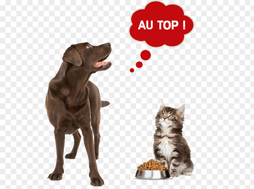 Dog Cat Food Pet Puppy PNG