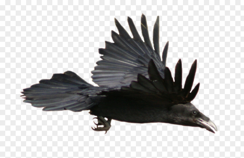 Flight Feather Common Raven American Crow Clip Art PNG