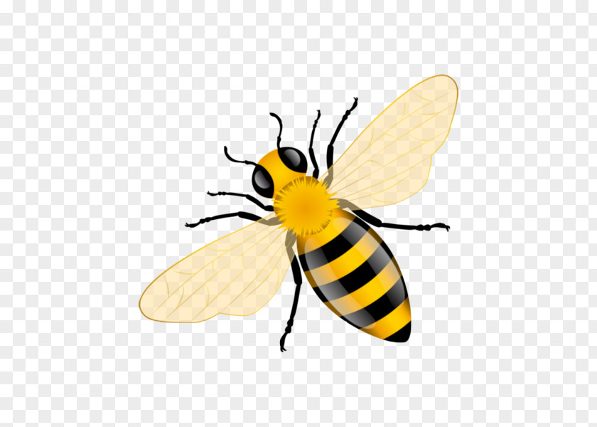 Honey Bees Western Bee Insect PNG