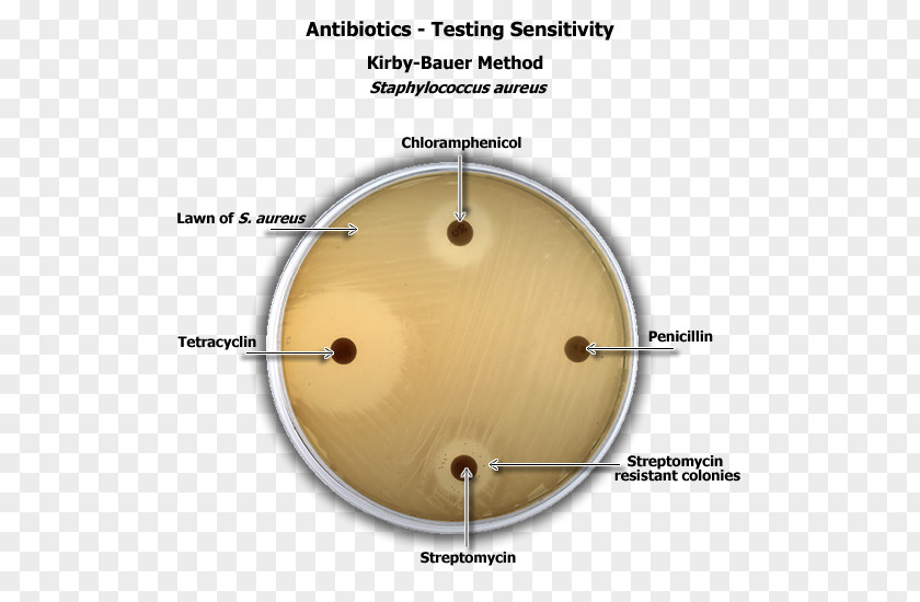 Staphylococcus Epidermidis Aureus Disk Diffusion Test Kirby-Bauer Antibiotic Testing Antibiotics PNG