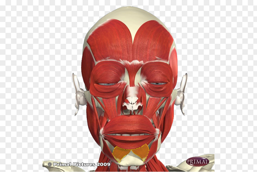 The Anatomy Lesson Of Dr. Nicolaes Tulp Botulinum Toxin Facial Muscles PNG