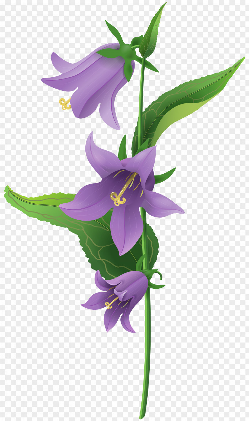 Wild Purple Bell Flower Clip Art Image Bellflower PNG