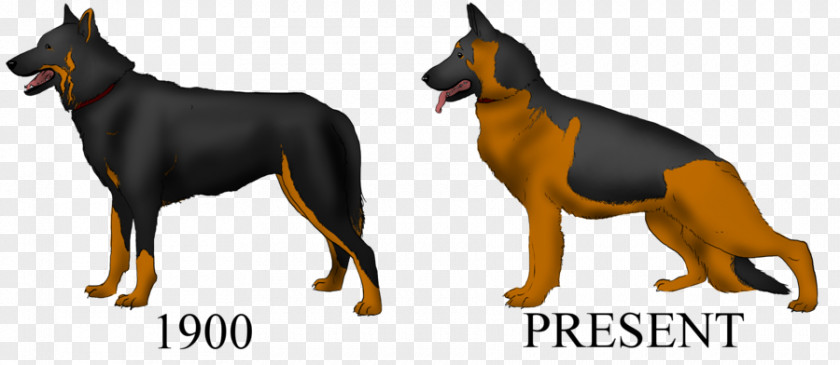 Breed Group (dog) Dobermann German Shepherd Dog Guard PNG