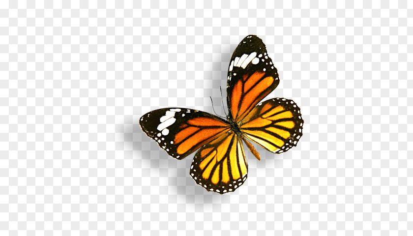 Butterfly Monarch PNG