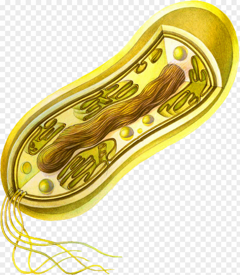 Dost Cell Prokaryote Bacteria Eukaryote Microbiology PNG