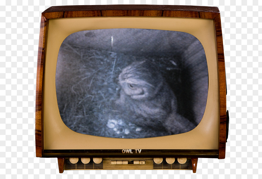 Eastern Screech Owl Television Advertisement Chanel Broadcasting Radio PNG