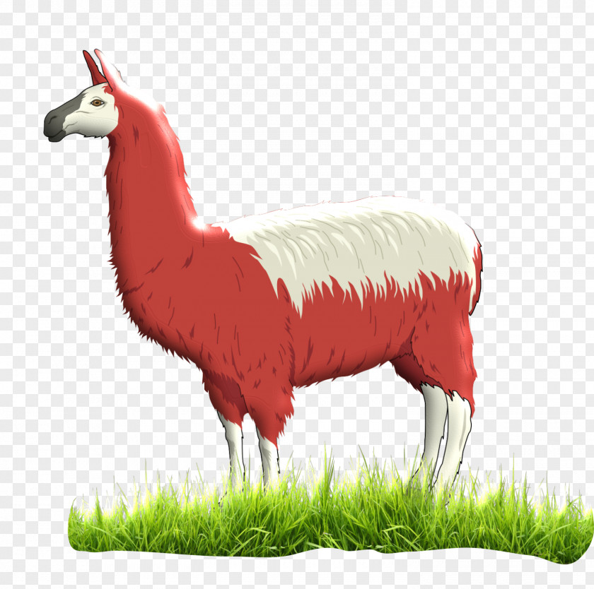 Llama English Animal Song Clip Art PNG
