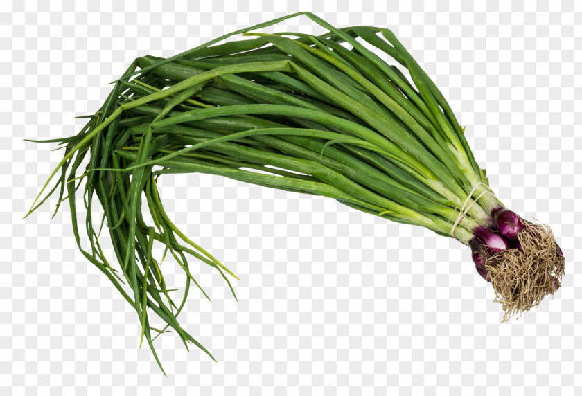 Purple Garlic Onion Allium Fistulosum Scallion PNG