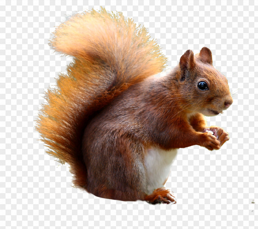 Squirrel Baffle Cat Red PNG