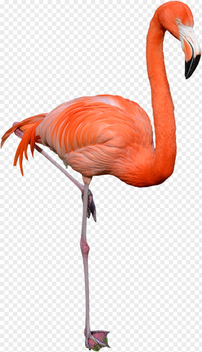 Tail Wildlife Flamingo Cartoon PNG