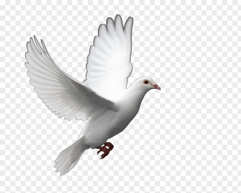 Dove Photo Fantail Pigeon Columbidae Bird Release Clip Art PNG