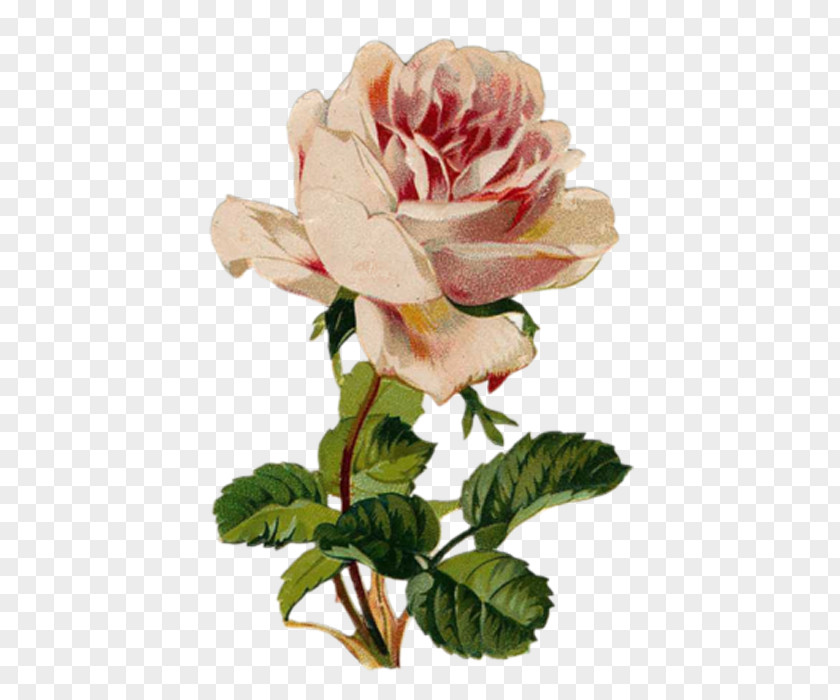 Health Garden Roses Flower Healing PNG