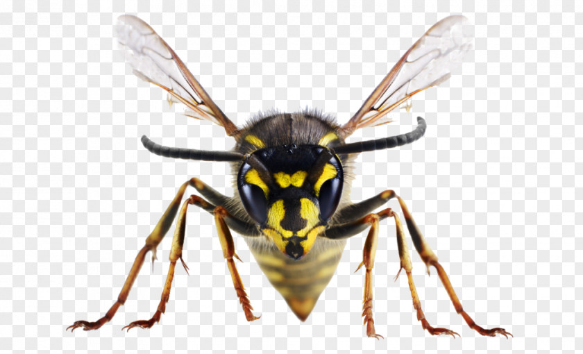 Insect Bites And Stings Bee United Kingdom Wasp PNG