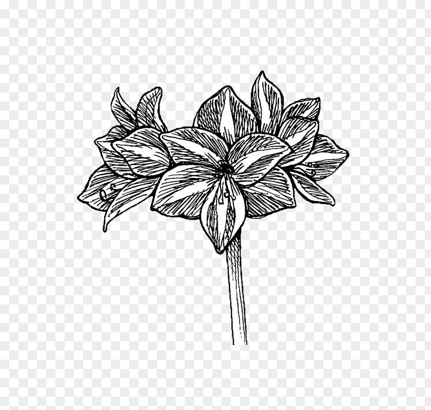 Leaf Petal Line Art White Sketch PNG