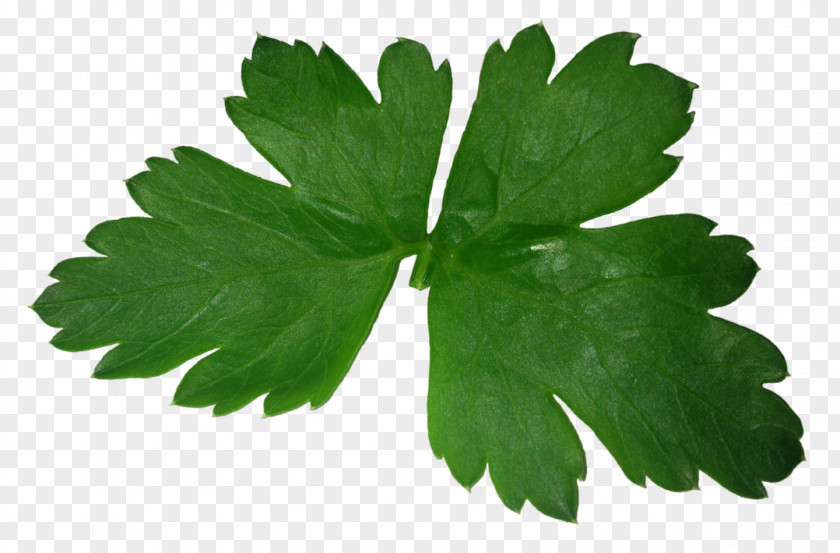 Parsley Leaf PNG