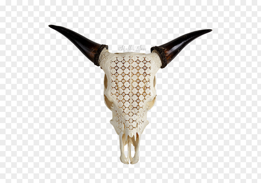 Skull Horn Cattle Bison Antiquus Water Buffalo PNG