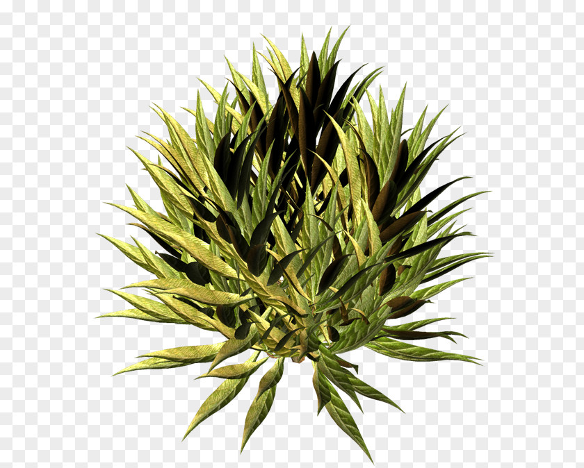 Tree Arecaceae Sudden Crown Drop Pollution Logo PNG