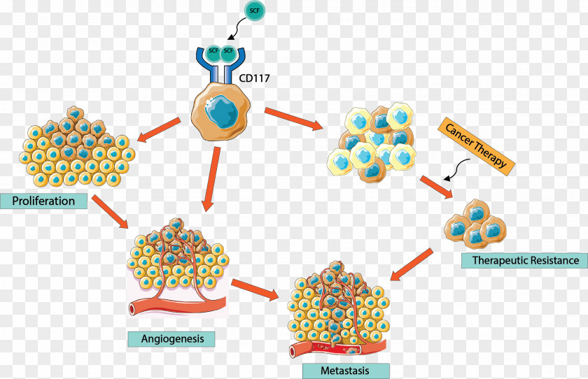 CD117 Cancer Stem Cell Gastrointestinal Stromal Tumor Factor PNG