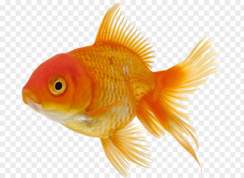 Fish Goldfish Fin Feeder PNG