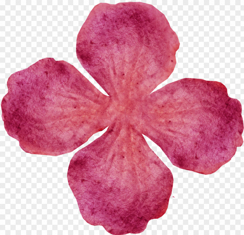 Flower For My Love Cut Flowers Definition 3 June PNG