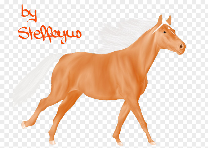 Mustang Pony Foal Mane Mare PNG