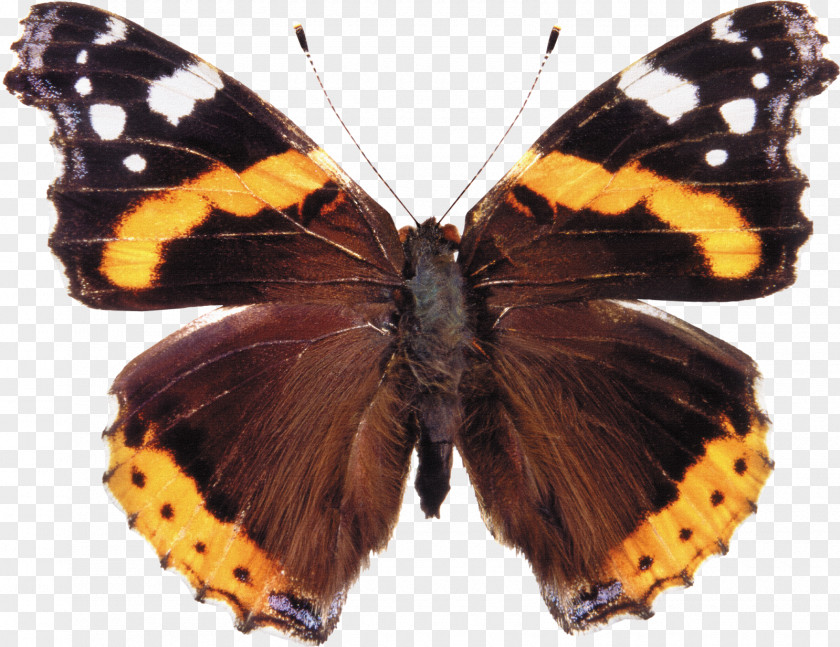 Butterfly Red Admiral Insect Royalty-free Photography PNG