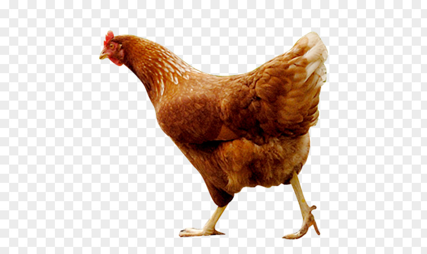 Chicken Rooster As Food Free Range Free-range Eggs PNG