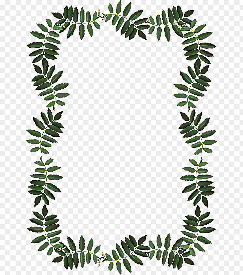 Tree Vascular Plant Picture Frames Pattern Stem Leaf Line PNG