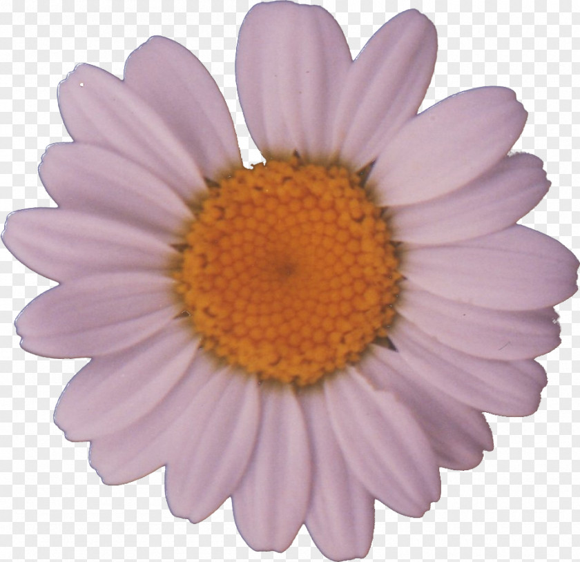 Trees Common Daisy Flower Clip Art PNG