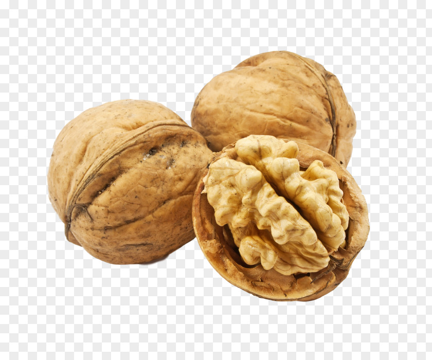 Walnut English PNG