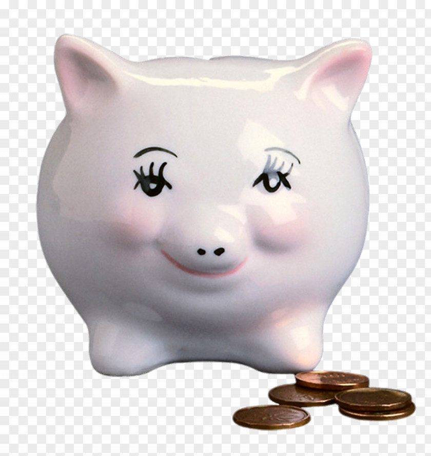 White Piggy Bank Domestic Pig PNG