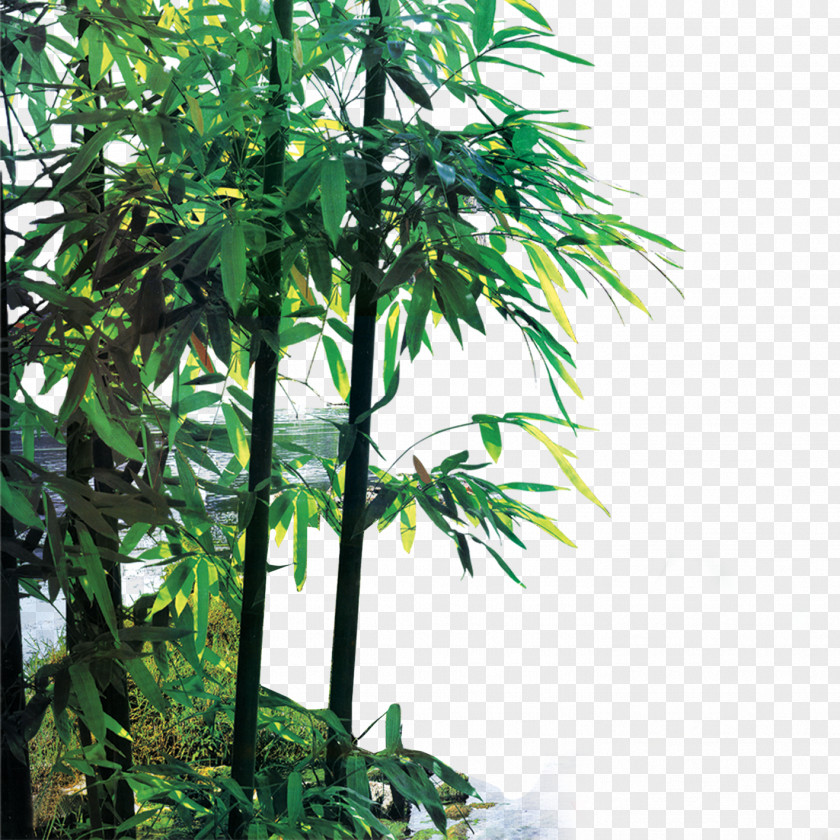 Bamboo Henan PNG