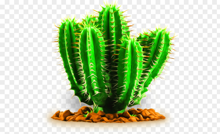 Cactus Cactaceae Succulent Plant PNG