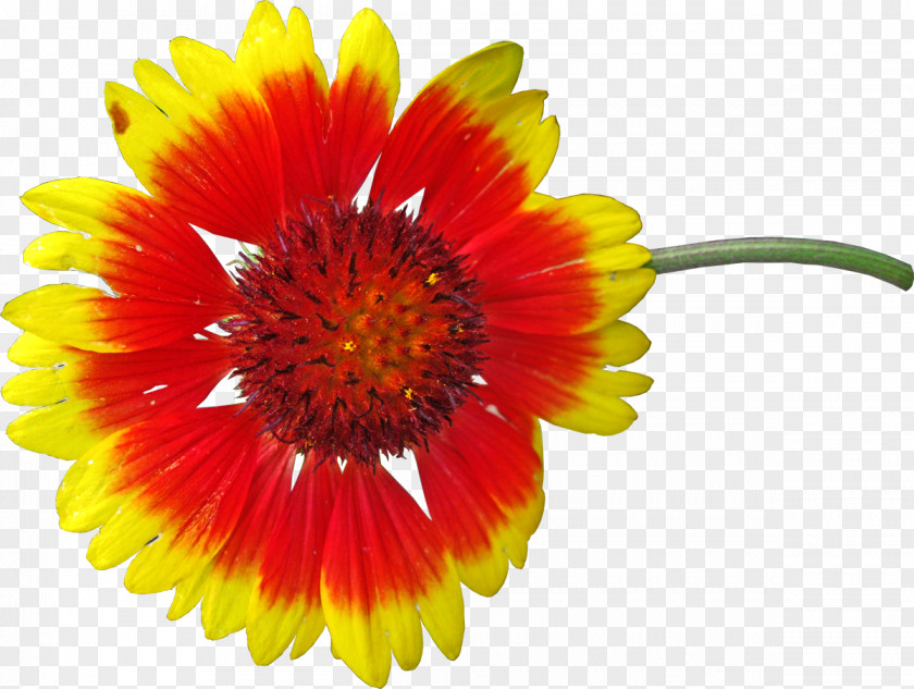 Colorful Flower Transvaal Daisy Royalty-free Blanket Flowers Photography PNG
