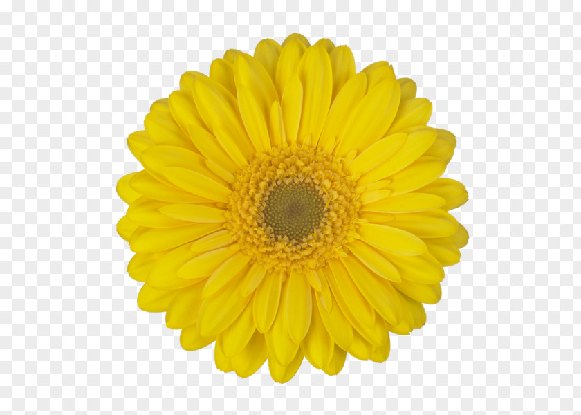Flower Common Sunflower Stock Photography Seed PNG