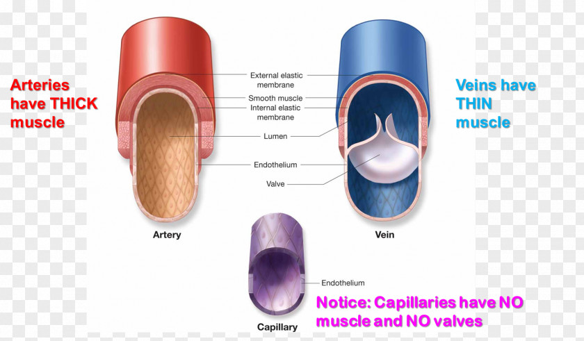 Heart Capillary Pulmonary Artery Vein Function PNG