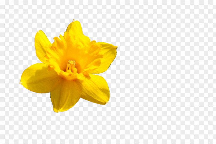 Narcissus Pseudonarcissus Flower Petal Amaryllis PNG