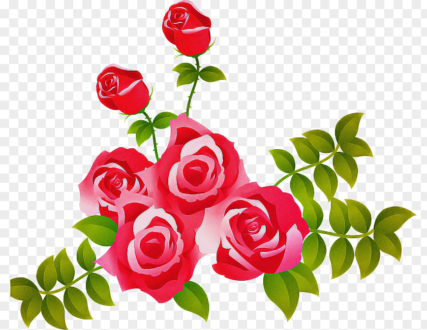 Cut Flowers Rose Family Garden Roses PNG