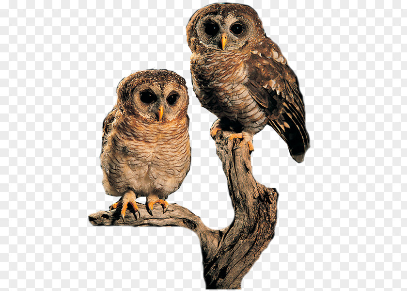 Owl Eurasian Eagle-owl Bird Clip Art PNG