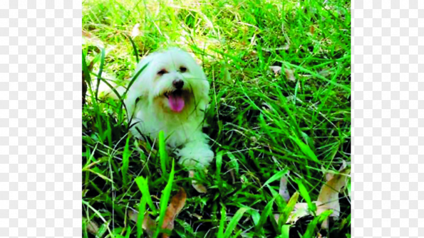 Puppy Maltese Dog Havanese Shih Tzu Lhasa Apso Breed PNG