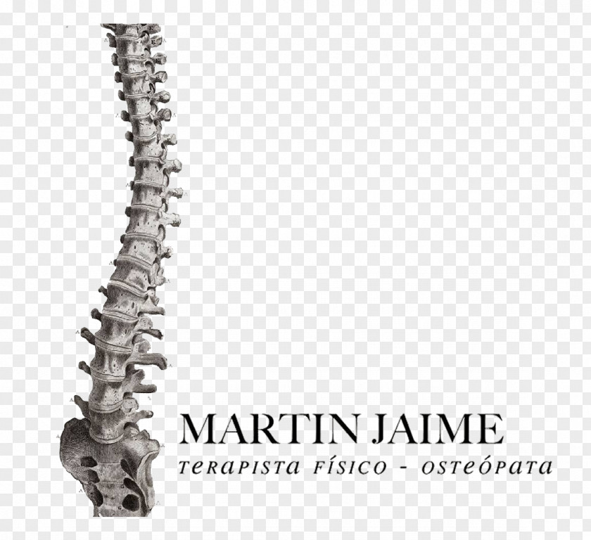 Skeleton Vertebral Column Human Anatomy Plakat Naukowy PNG
