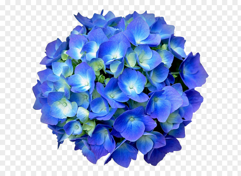 Hydrangea PNG clipart PNG