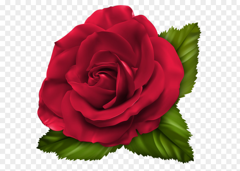 Jaime Icon Garden Roses Cabbage Rose Floribunda Cut Flowers Carnation PNG